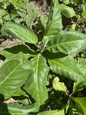 2000 graines de tabac