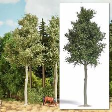 Arbre De Hêtre 170 Mm De Haut