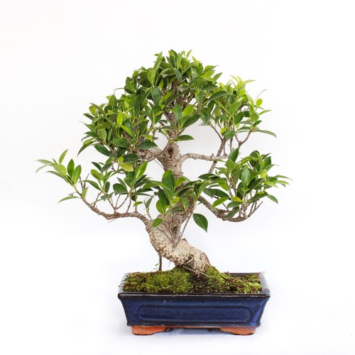 Kentis bonsaï ficus - kentis,