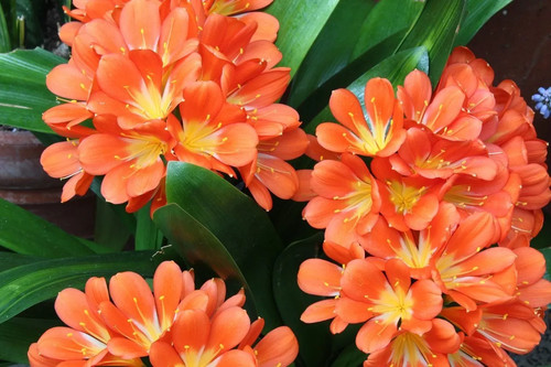 Clivia miniata bush lily easy - miniata-bush, lily-easy