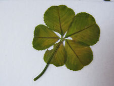 original : un vrai TRÈFLE à