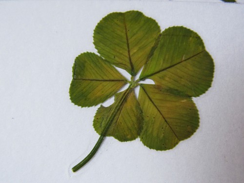 Vrai trèfle 5 feuilles - un,