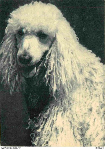 Carte postale animaux - carte,