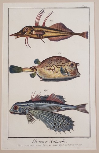 Poisson boite fugu boule - poisson,