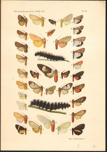 1911 lithographie originale - lithographie,