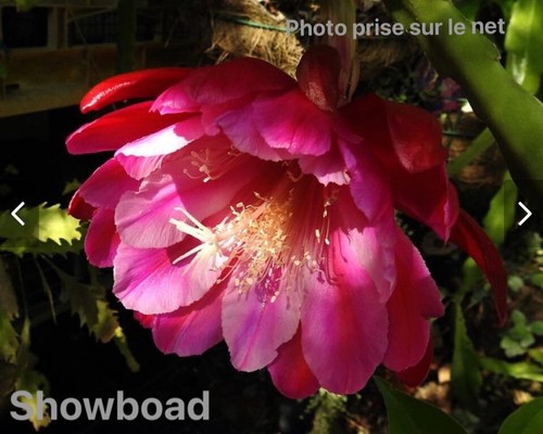 Epiphyllum showboad cactus - showboad,