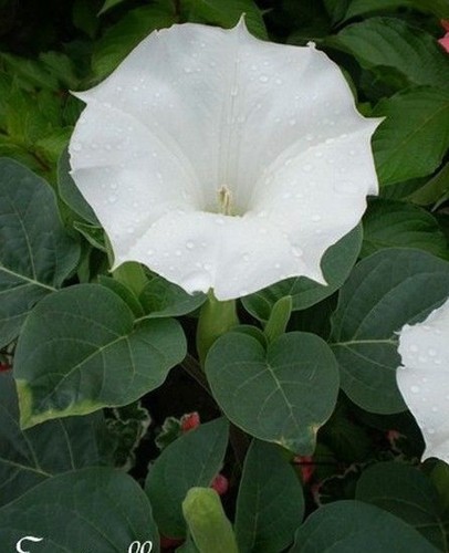 Datura inoxia à - 'inoxia',