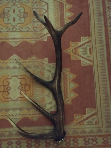 Bois cerf cors vernis 60cm - 6,