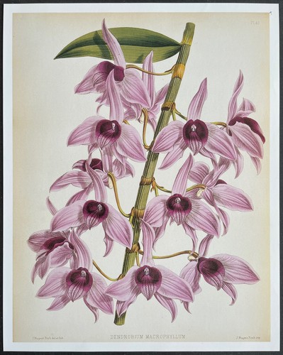 Botanique orchidées - botanique,