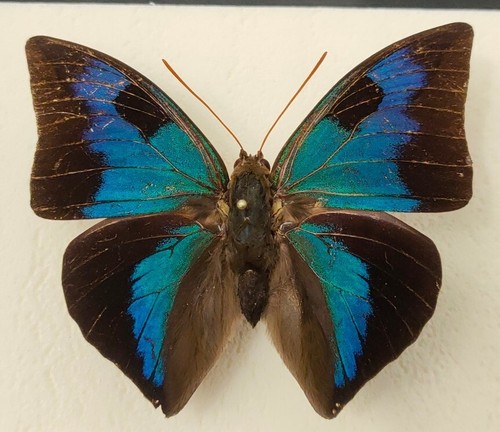 Anaeomorpha splendida male - splendida,