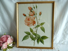 Ancienne gravure polychrome  Redouté "Rosier des Indes " sous verre 39/30cm