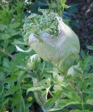 ♫ ANGELIQUE 'Dahurica' -