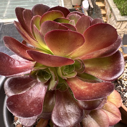 Aeoniums velours plusieurs - aeoniums,