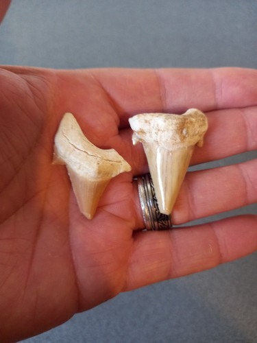 Lot dents requin - lot,