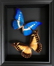 Splendide Couple Morpho