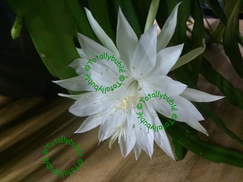 Bouture cutting epihyllum - bouture,