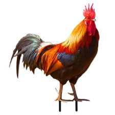 Statue coq jardin acrylique - coq,
