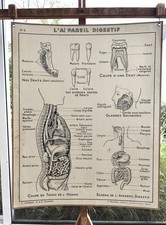 ancienne affiche scolaire  hatier 8 corps humain appareil digestif respatoire