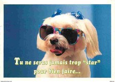 Animaux - Chiens - Bichon Maltais - Animaux Humanisés - Carte Humoristique - CPM