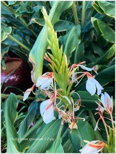 Hedychium spicatum ° rustique