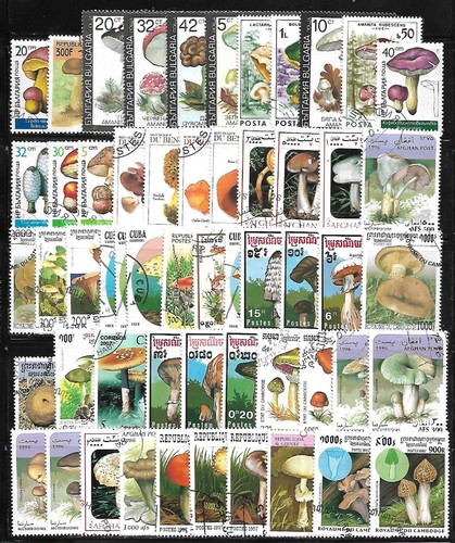 Champignons ensemble 100 - champignons,