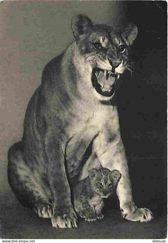 Carte postale animaux - animaux,
