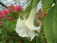 BRUGMANSIA KNIGHTII blanc