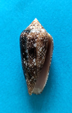 Conus canonicus (Cylinder)