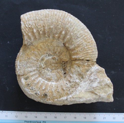 Ammonite fossile bajocien - ammonite,
