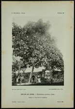 1898 - Néflier du Japon - Phototypie d'arbre & Botanique