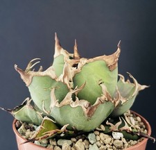 Magnifique Agave Titanota "Caesar" Compact. Cactus Caudex Succulente Plante