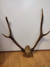Corne de Cerf taxidermie Cabinet de Curiosité Grand trophée 60 cm Chasse