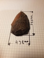 Fossile dent megalodon fossiel - fossile,