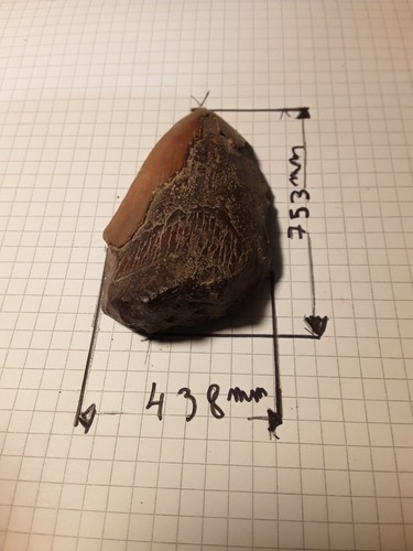 Fossile dent megalodon - megalodon, fossiel