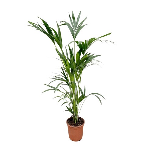 Palmier kentia plante - palmier,