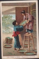 CHROMO PUBLICITAIRE CHICOREE