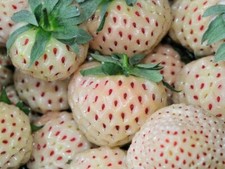 Fraisier ananas  6 plants