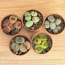 MÉLANGE Lithops, pot 5,5 cm