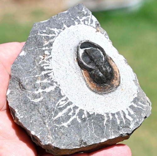 Harpes perradiatus trilobite