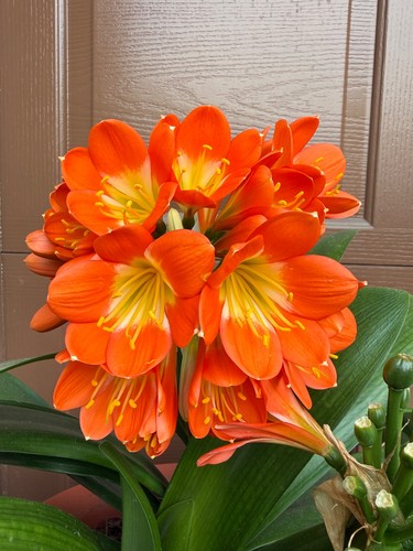 Large mature clivia - large,,