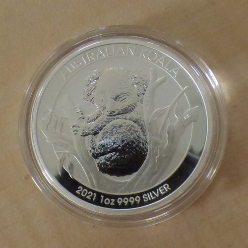 Australia koala 2021 - australia,