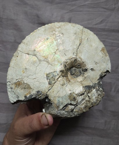 Very rare iridescence fossil - very,
