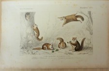 Gravure écureuil volant Polatouche d' Amérique N° 9 a