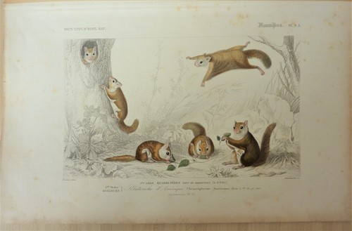 Gravure écureuil volant