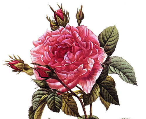 1990 Vintage Print Rose Flower