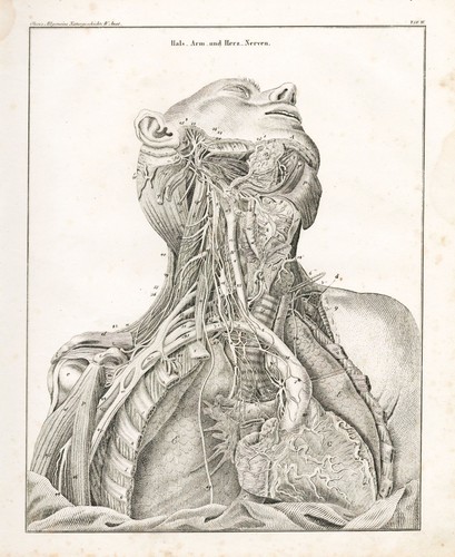 Cœur nerves anatomie corps - cœur,