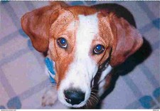 Animaux - Chiens - Epagneul Breton - CPM - Voir Scans Recto-Verso