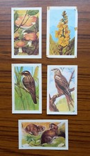 Entremets FRANCORUSSE -