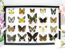 20 vrais papillons préparés comme murale - vitrine - taxidermie - A-20-madam-07