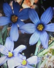 ♫ IRIS Bleu - Sisyrinchium douglasii ♫ Graines ♫ Jolie Plante Ornement Bassin ♫